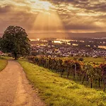 Weinhotel Des Riesling Zum Gruenen Kranz Rüdesheim am Rhein