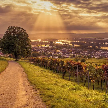 Weinhotel Des Riesling Zum Gruenen Kranz Rüdesheim am Rhein