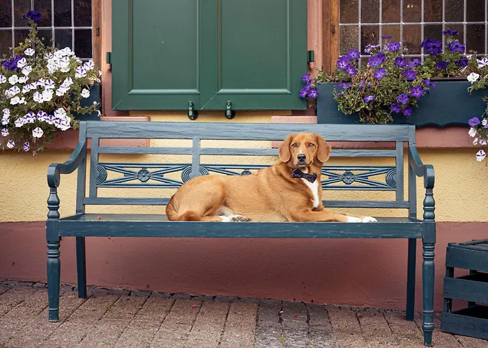 Weinhotel Des Riesling Zum Gruenen Kranz